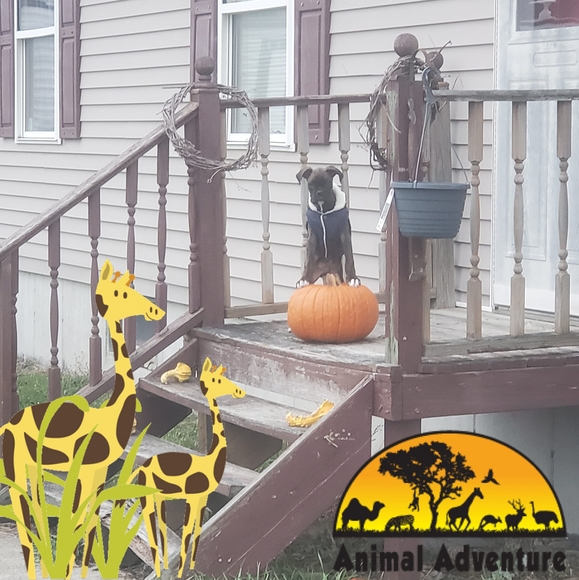 Meet your Posher, David - Picture 1 of 1